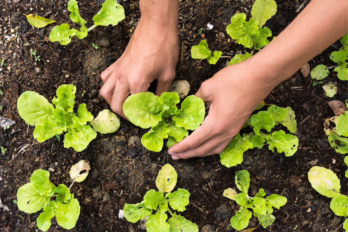 A gardener planting out lettuce seedlings
