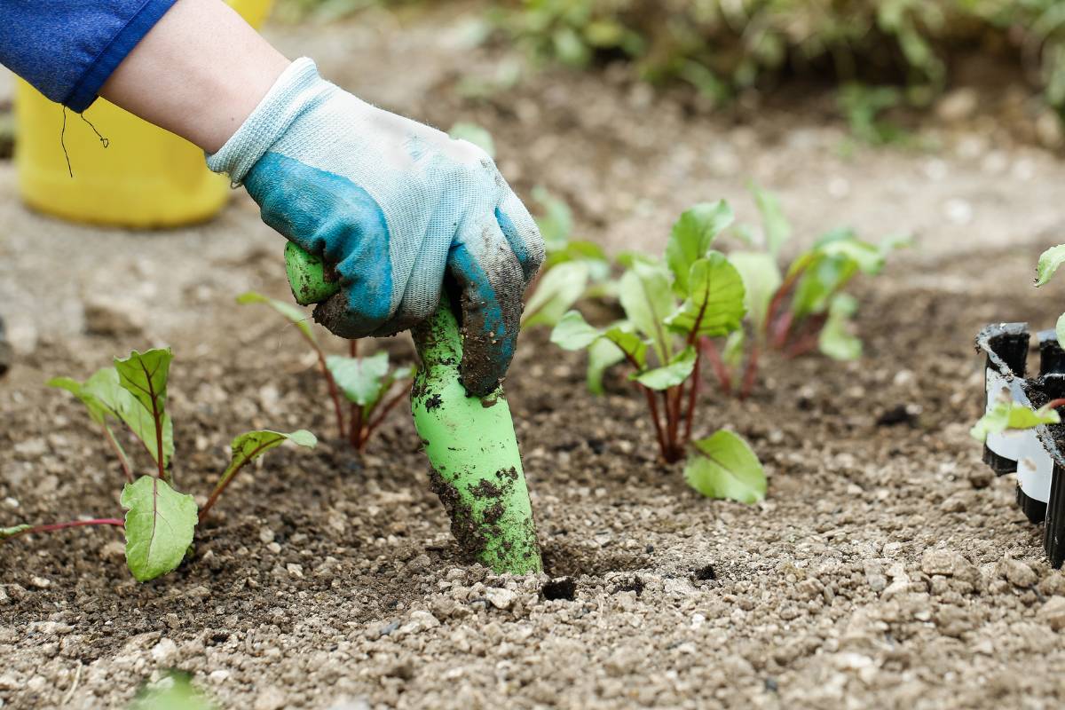 A gardener planting out beetroot seedlings in a garden bed