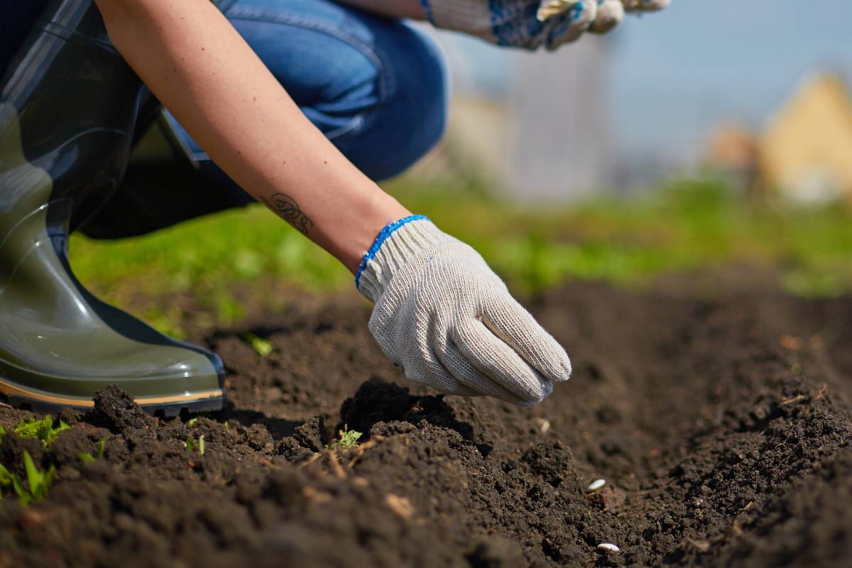 A gardener sowing seeds in well prepared garden soil