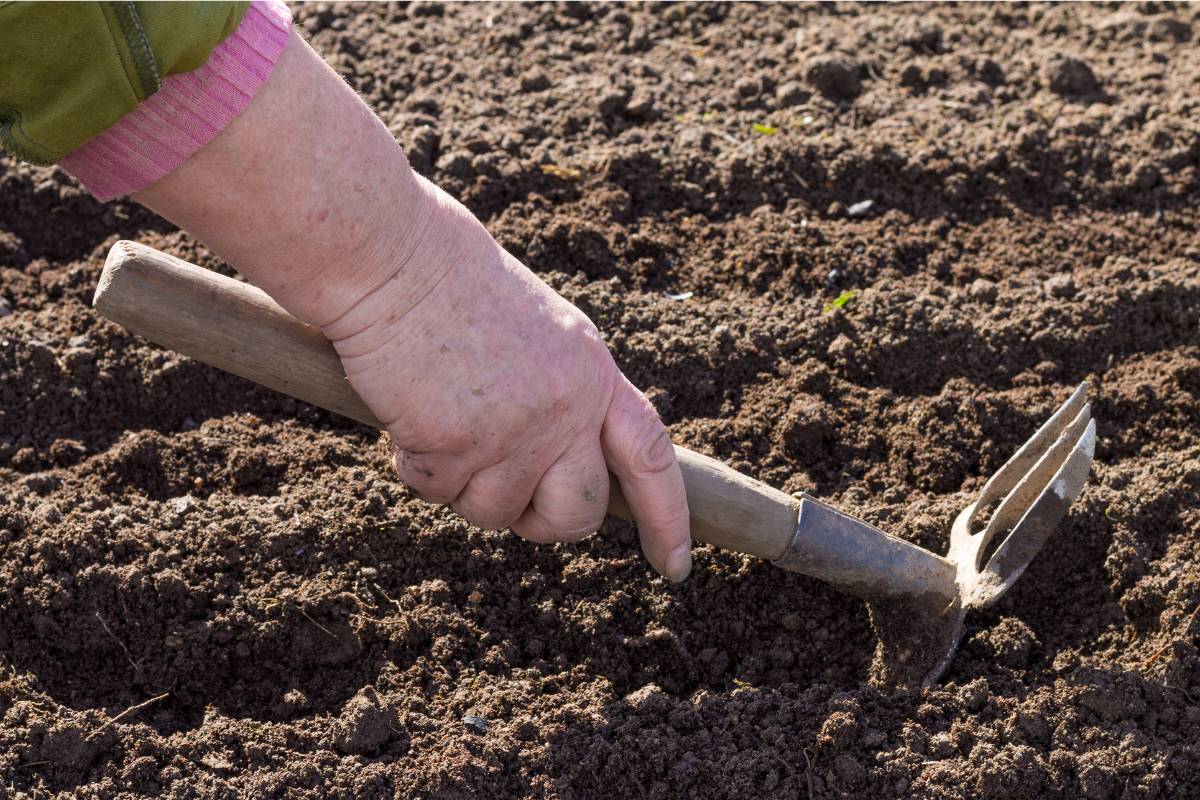 A gardener using a hand held hoe to make furrows in soil