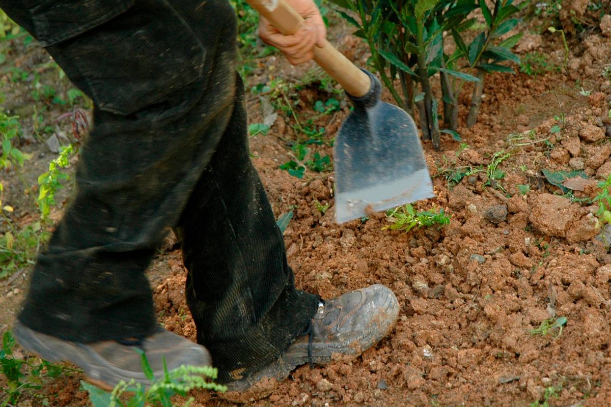 A gardener using a hoe to remove weeds from a garden bed