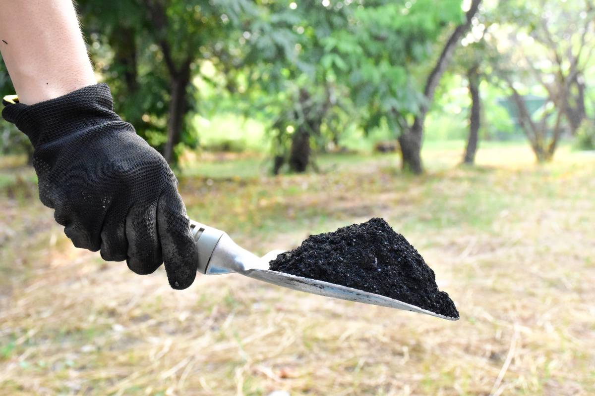 A gardener wearing gloves holding a trowel full of biochar in a garden