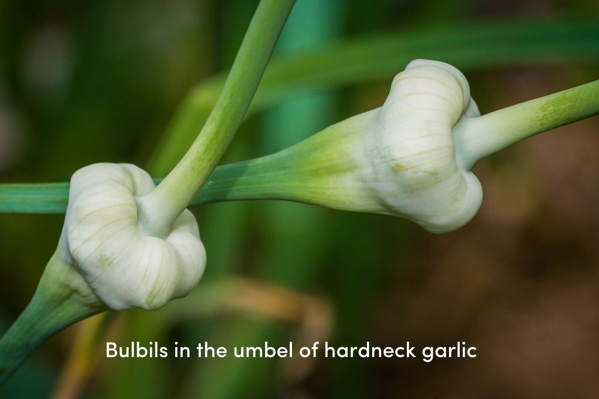 Two umbels containing bulbils on the scapes of hardneck garlic plants