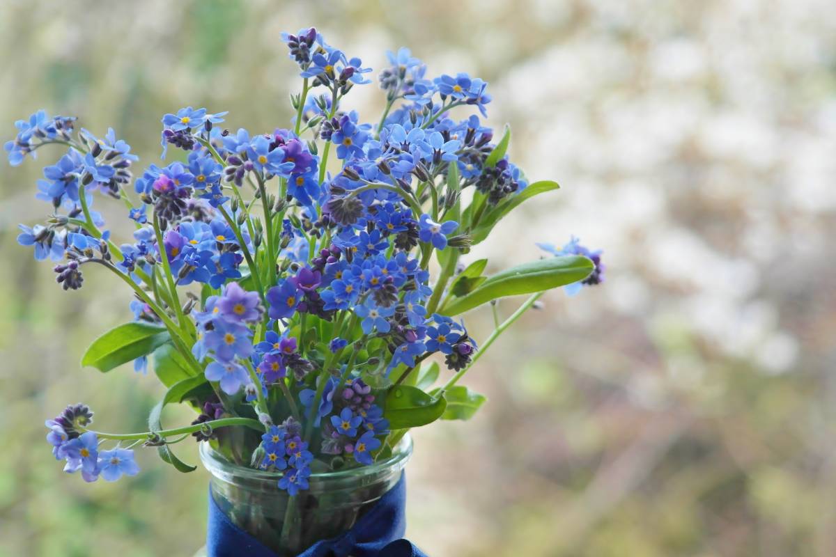 A glass vase full of dainty blue forget me nots