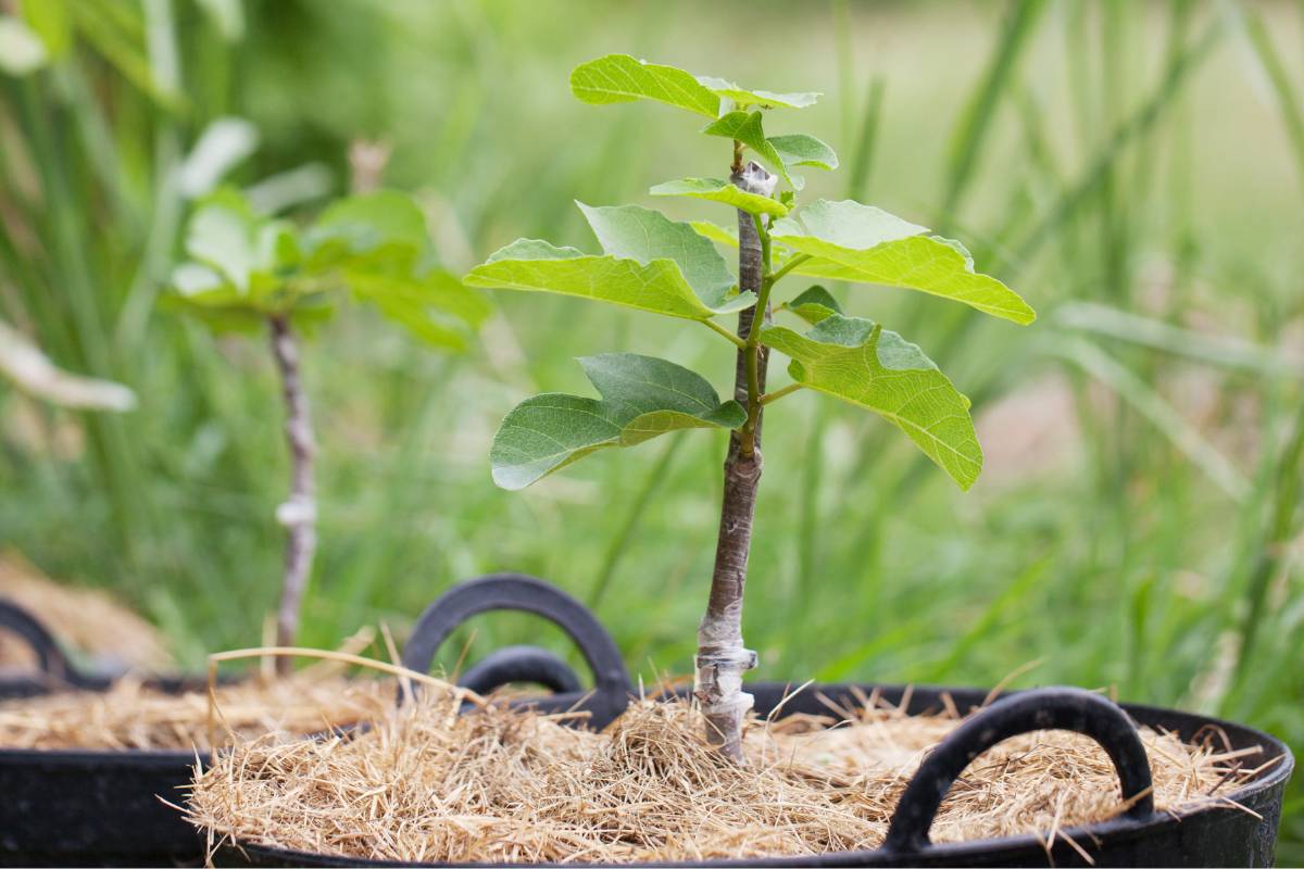 A grafted fig tree with new growth on the scion