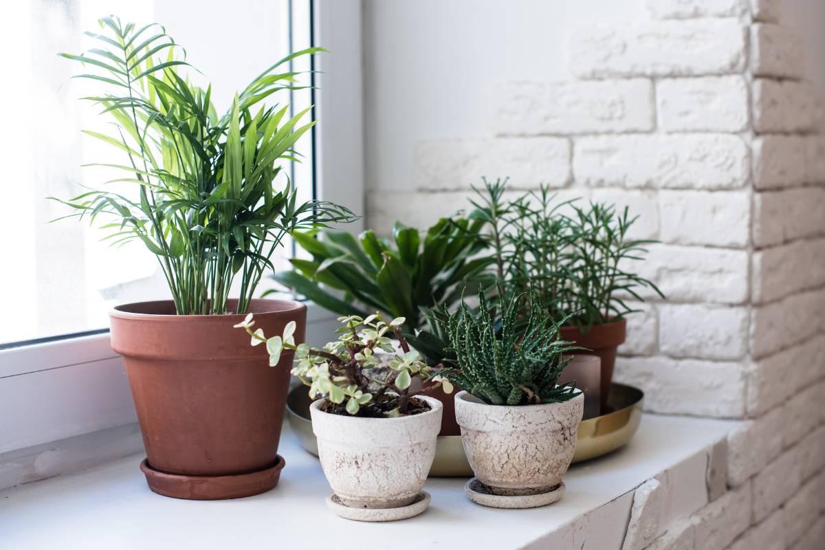 A group of houseplants on a bright windowsill during winter