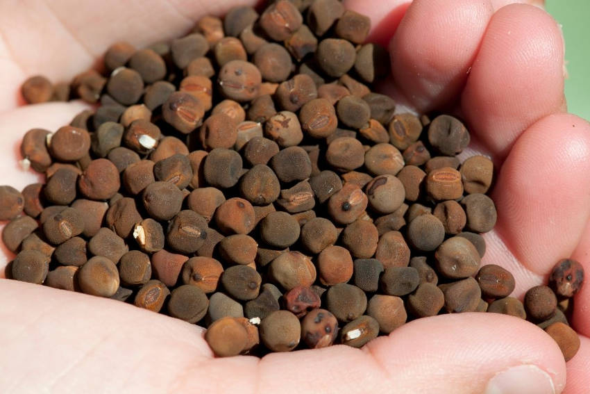 A handful of sweetpea seeds