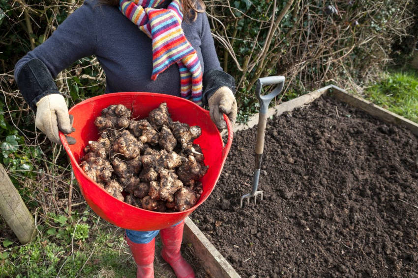 A harvest of Jerusalem artichokes in a home garden