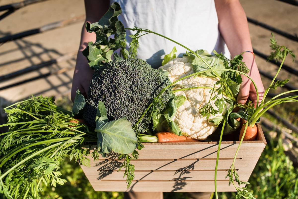 A harvest of brassicas and carrots