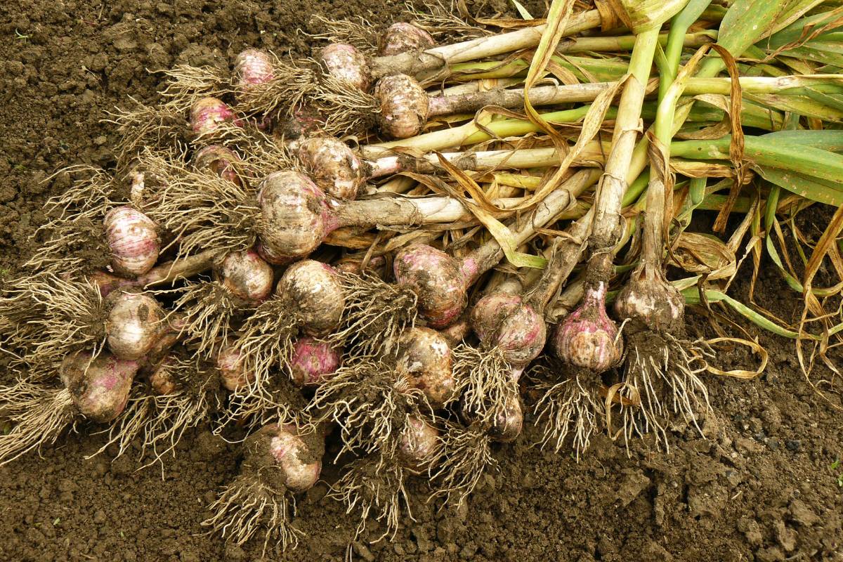 A harvest of home grown garlic bulbs