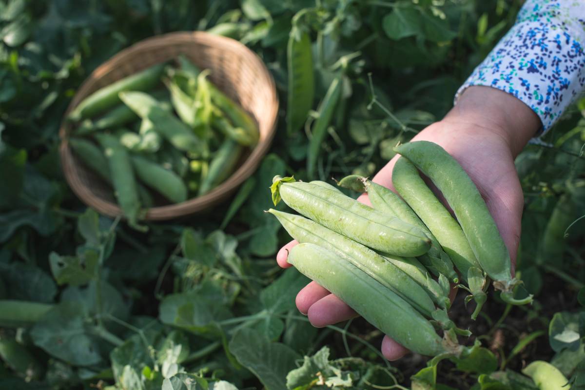 A harvest of pea pods