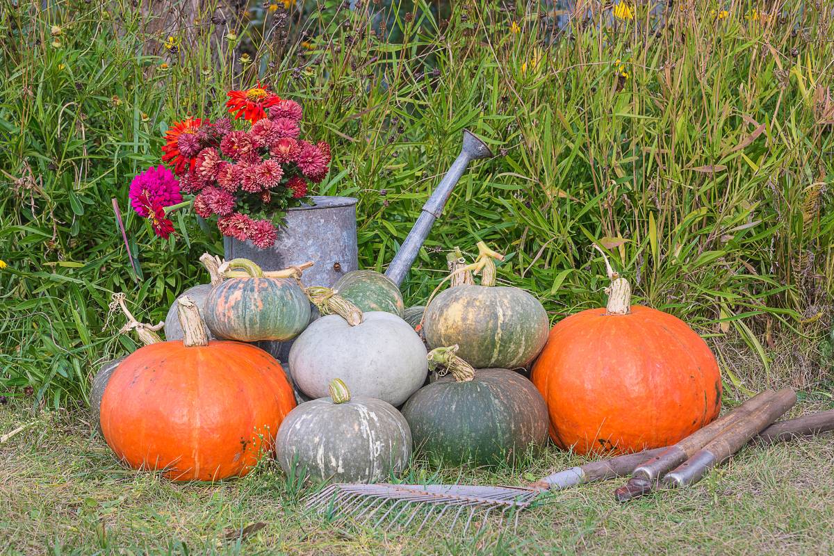 A harvest of orange and grey pumpkins and a bucket full of dahlia flowers arranged with some gardening tools on a lawn
