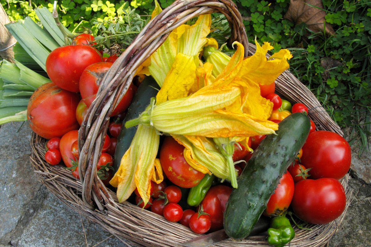 A harvest of zucchini flowers cucumbers and tomatoes in a cane basket
