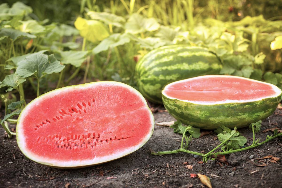 A ripe watermelon split in half to show the red juicy flesh