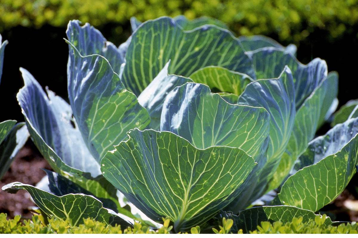 A healthy cabbage plant