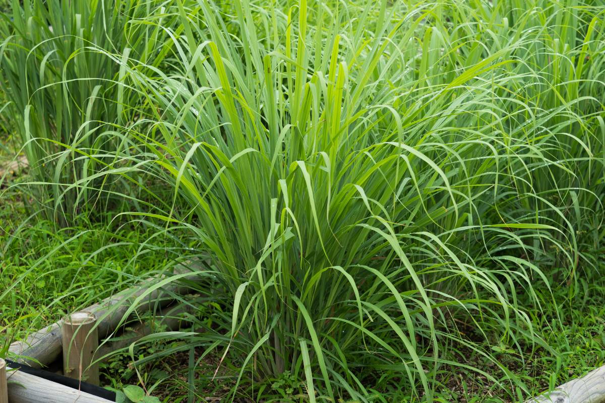 A healthy clump of lemongrass growing in a trough in a home garden