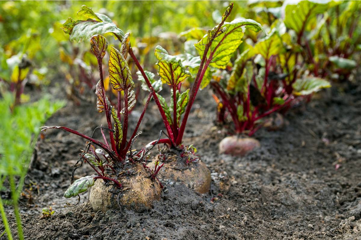 A healthy crop of beetroot plants