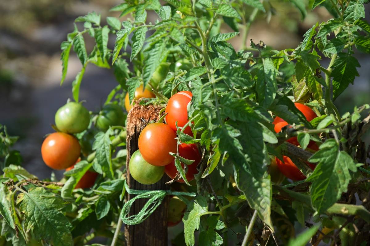 A healthy tomato plant