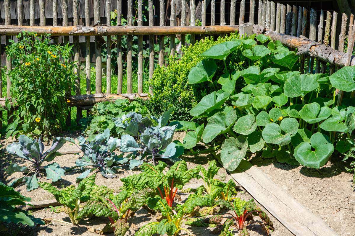 A kitchen garden growing pumpkins, silverbeet and cabbages