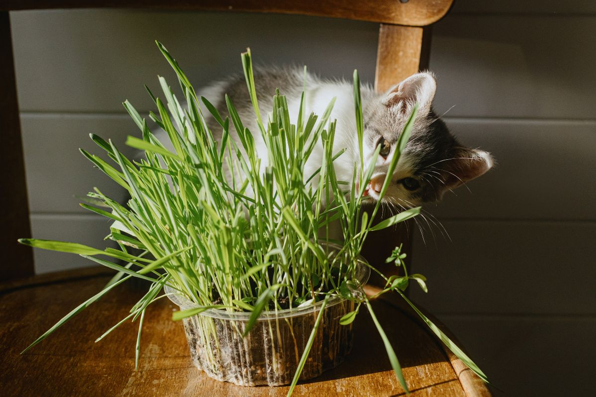 A kitten plays with a pot of cat grass indoors