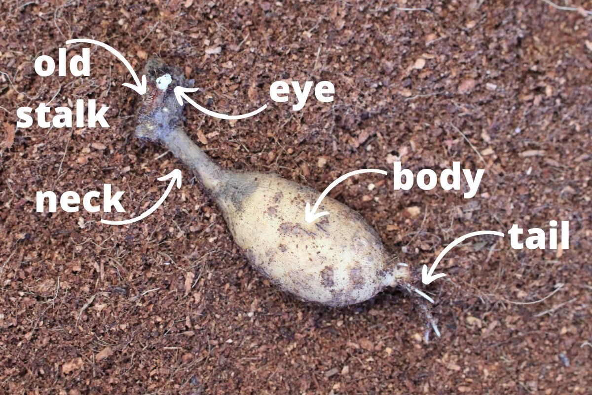 A dahlia tuber with the tail, body, neck and eye labelled