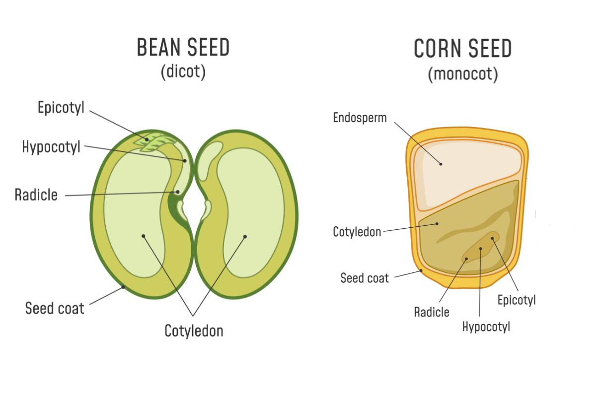 A labelled illustration showing the main parts of bean and corn seeds