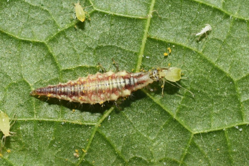 A lacewing larvae eating an aphid