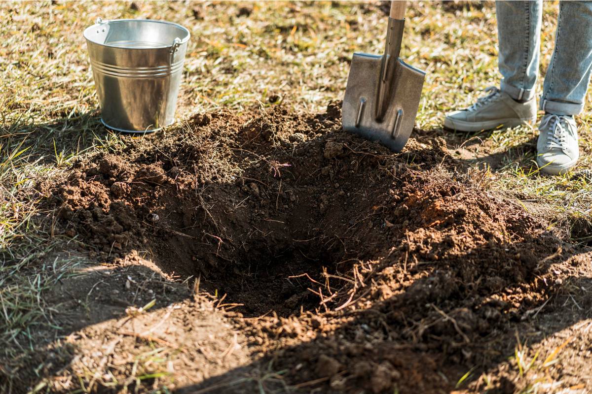 A large hole prepared for planting