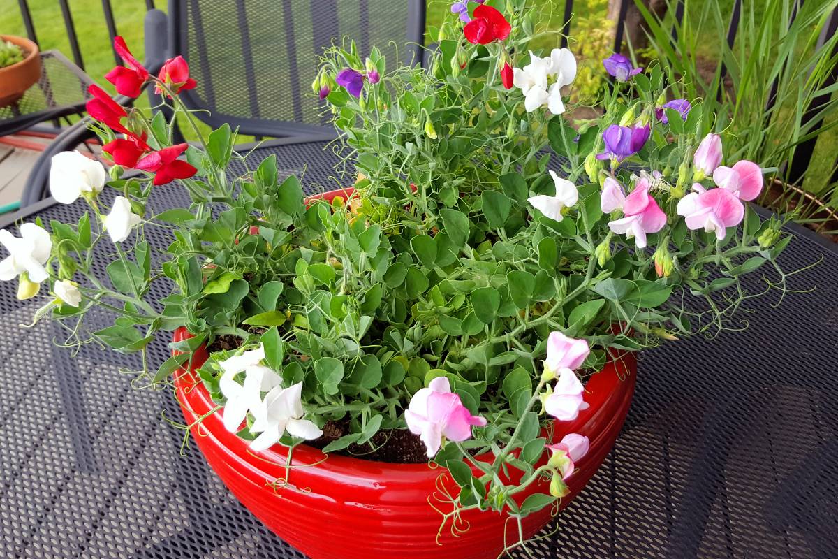 A large red pot containing sweetpea plants, sitting on an outdoor table on a deck