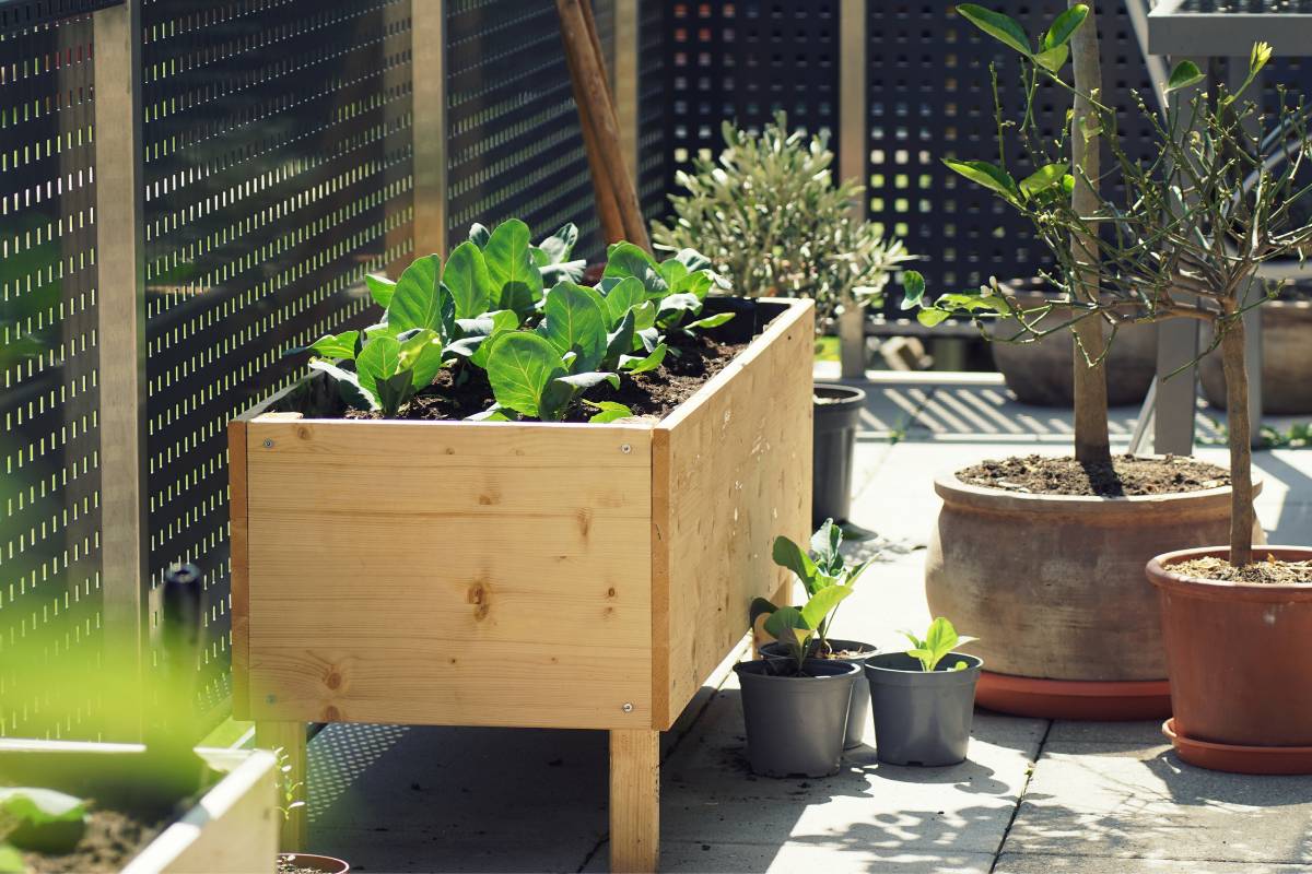 A large timber planter box in a courtyard garden growing lettuce