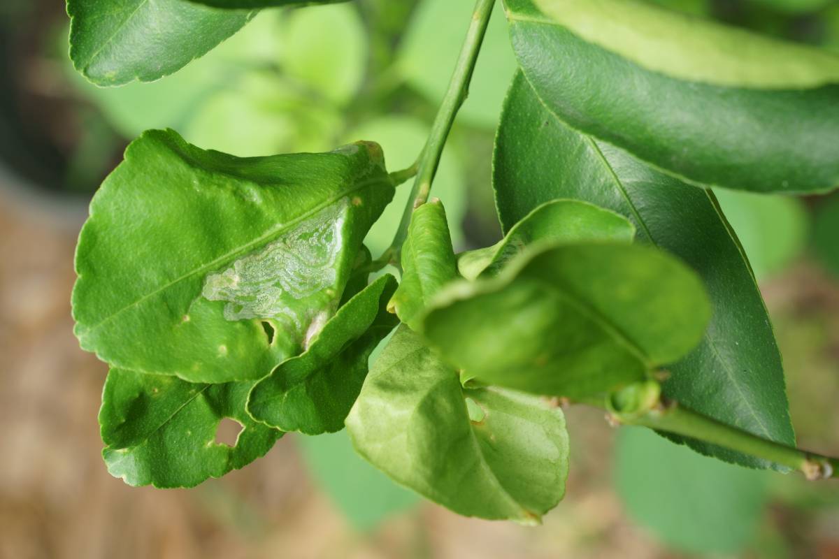 A lemon leaf with a tunnel made from a citrus leaf miner