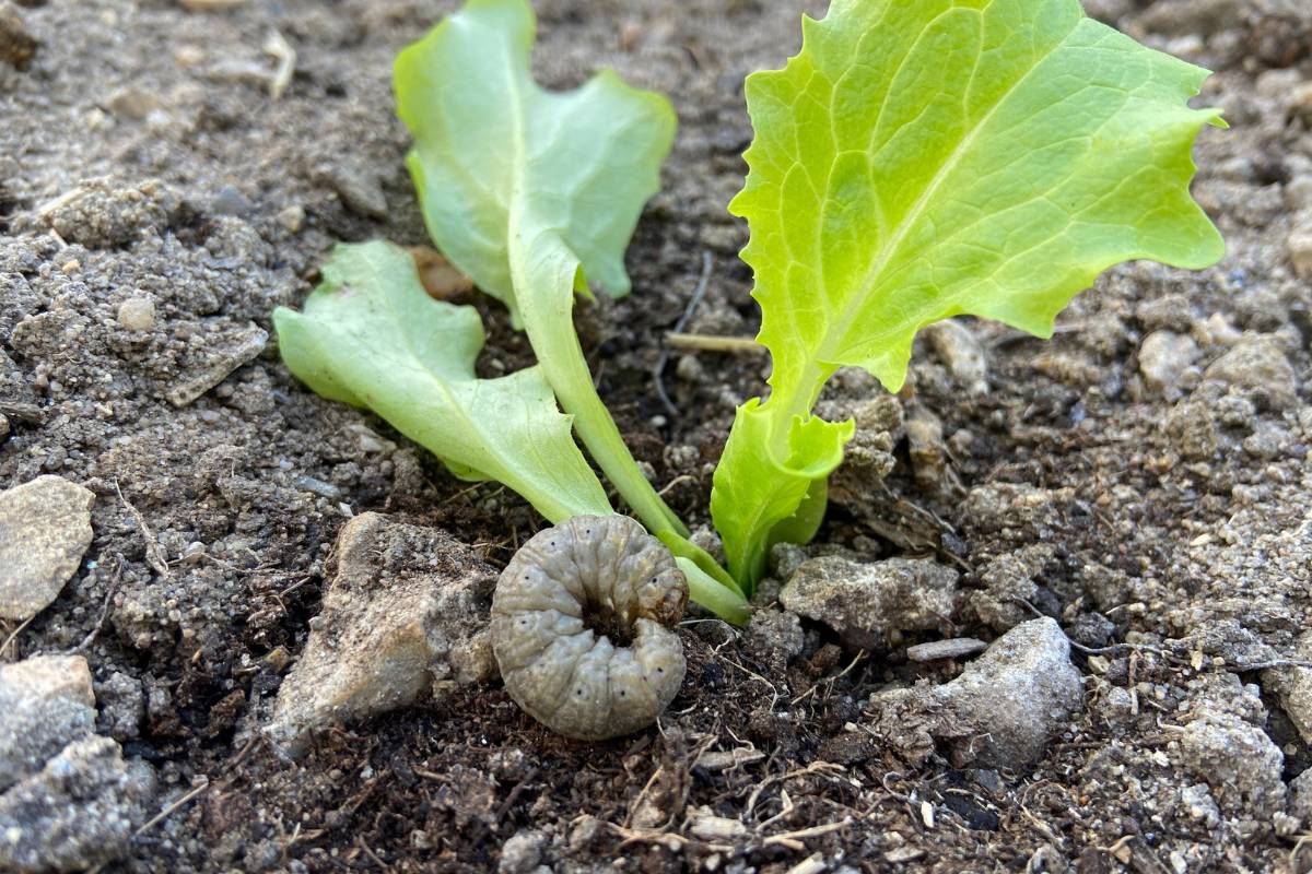 A lettuce seedling damaged by cutworm