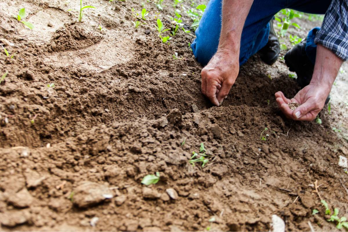 A man planting seeds in prepared soil