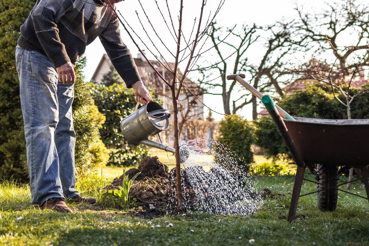 A man using a metal watering can to water in a tree after planting