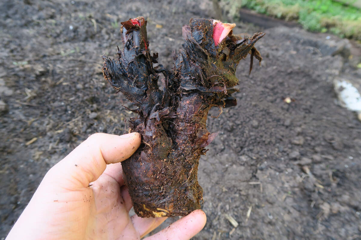 A man's hand holding a rhubarb crown