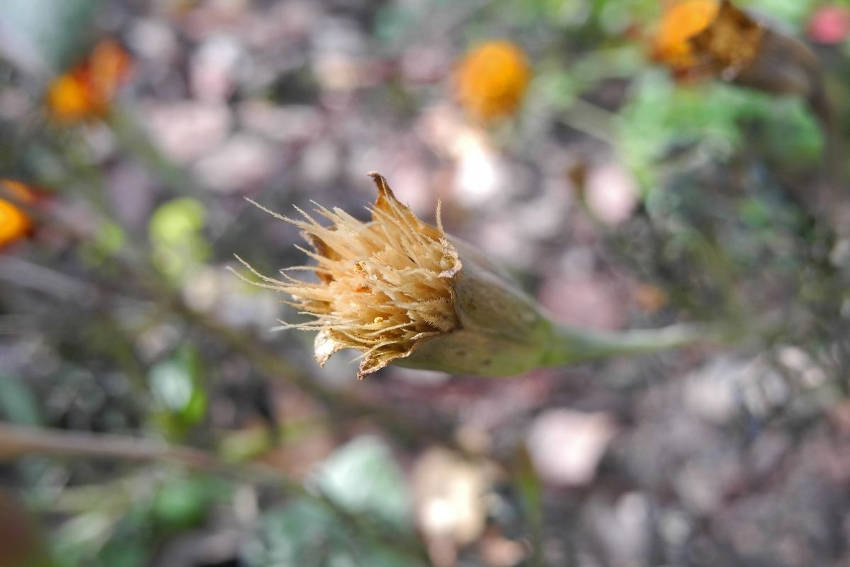 Marigold Seedhead