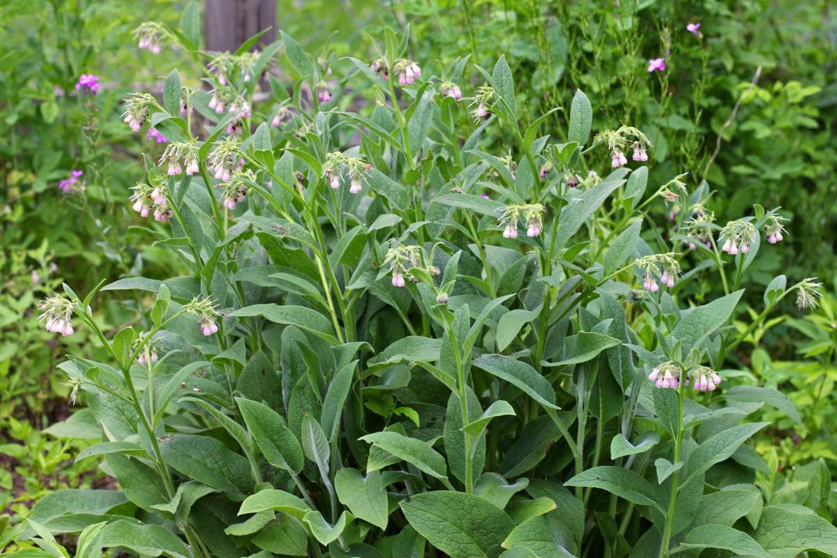 A mature comfrey plant