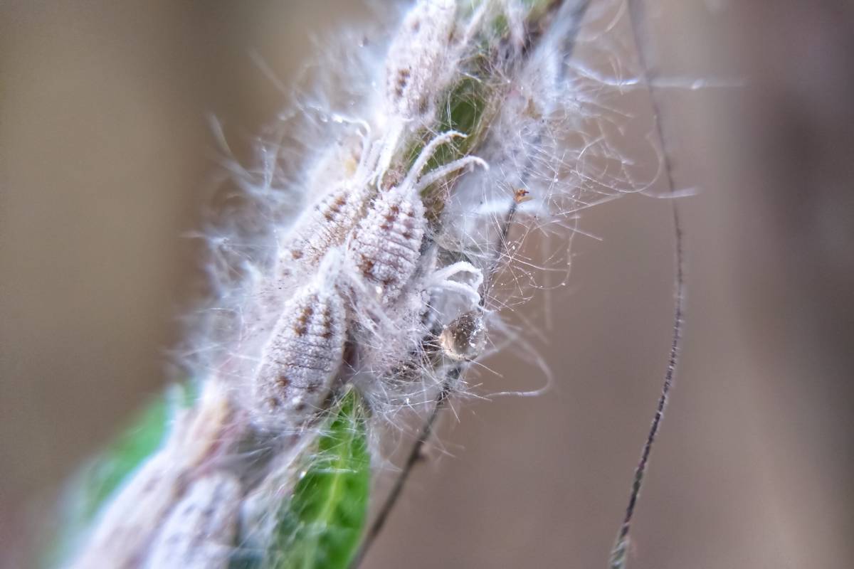 A mealybug infestation on a branch