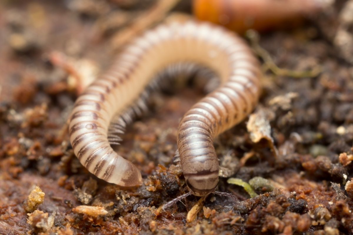 A millipede wriggling on the surface of some soil