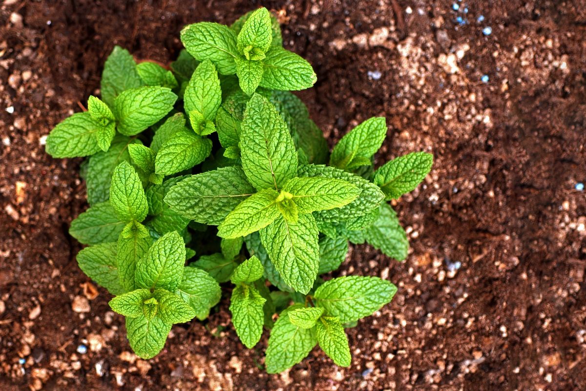 A mint seedling in the garden