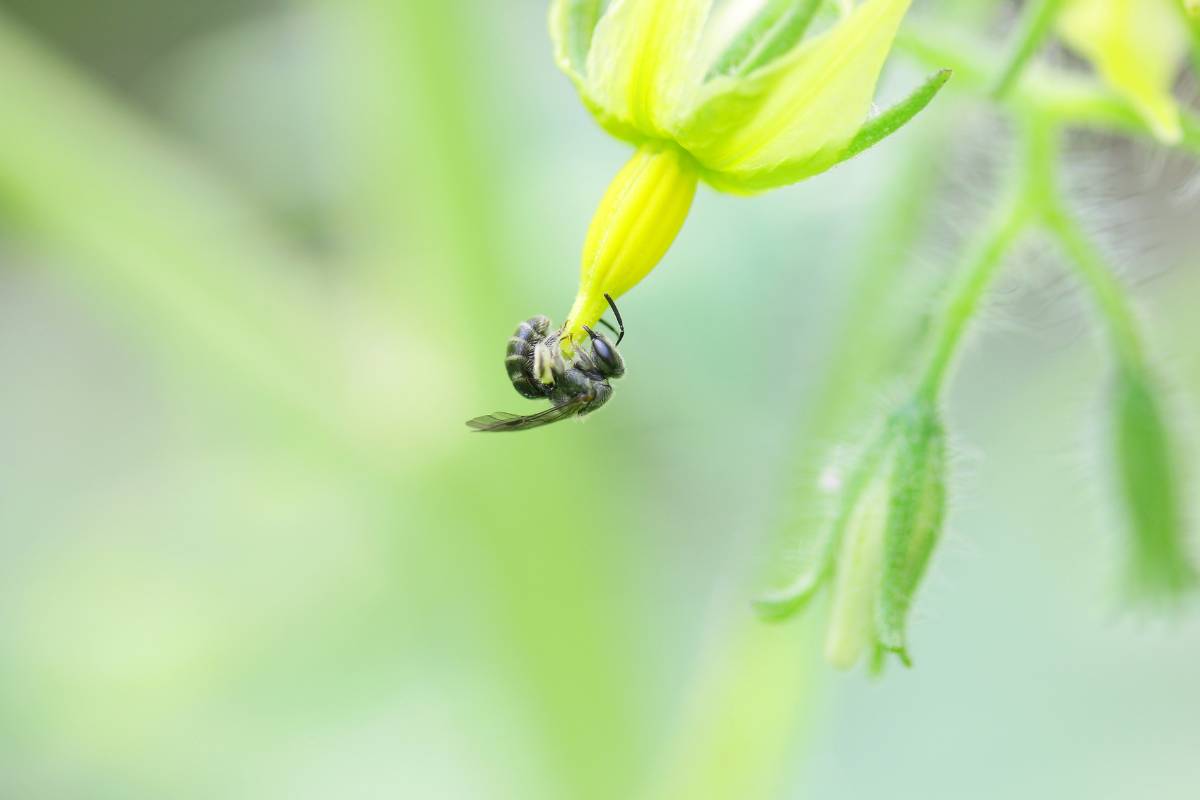 A native bee buzz pollinating a tomato flower