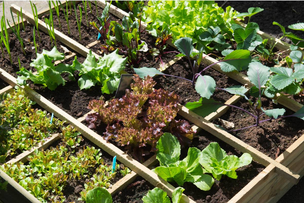 A vegetable garden in early spring