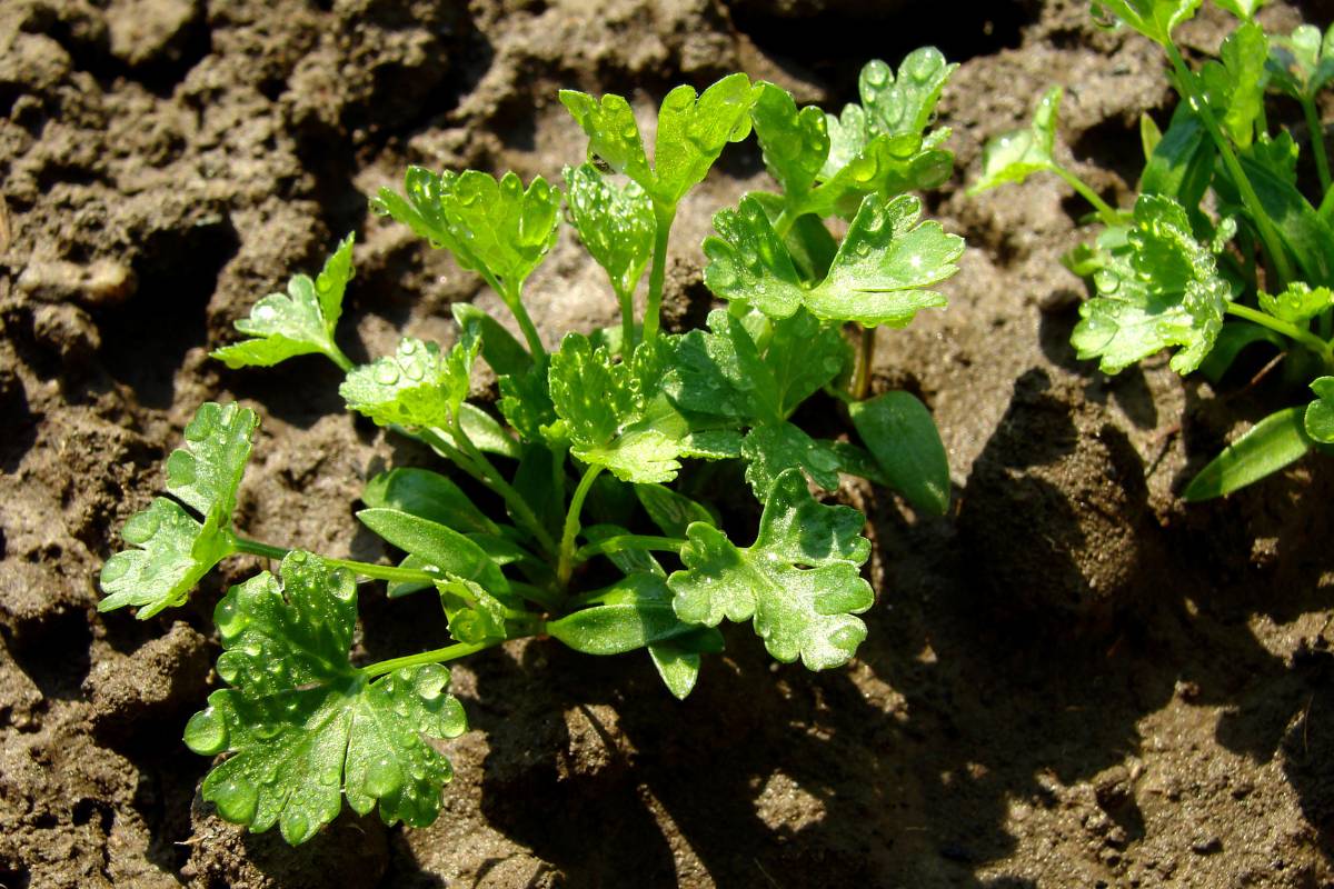 A parsley seedling