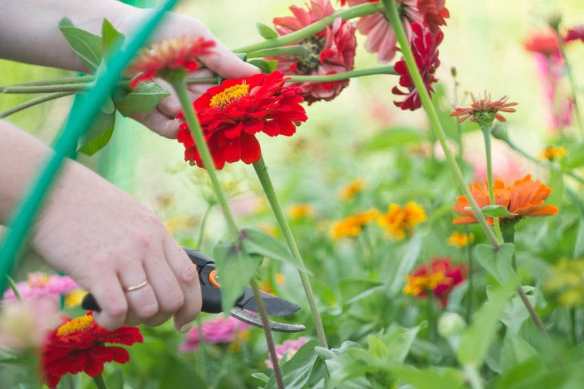 A person cutting a flower