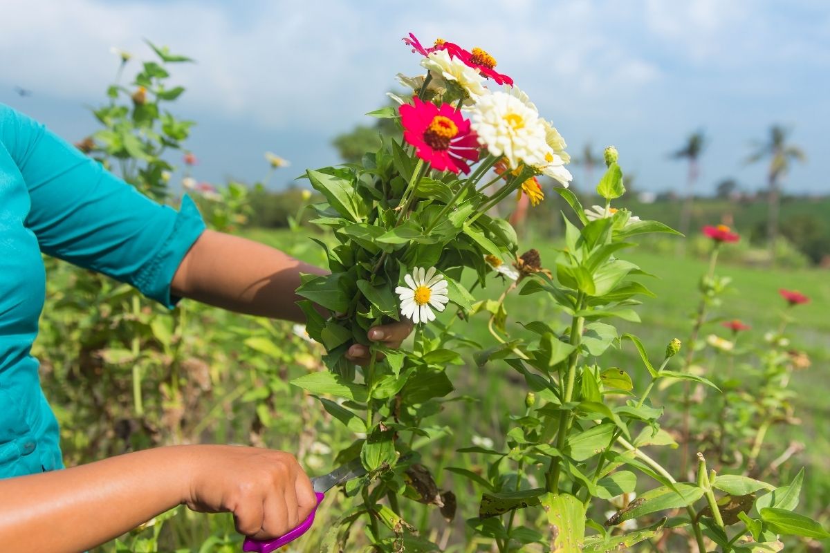 A woman cutting flowers in a garden