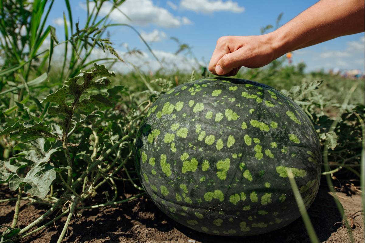 A person knocking on a watermelon to test for ripeness