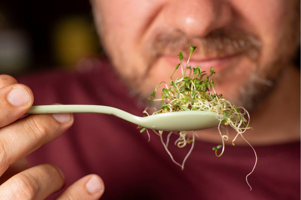 A bearded man looking at a spoonful of alfalfa sprouts
