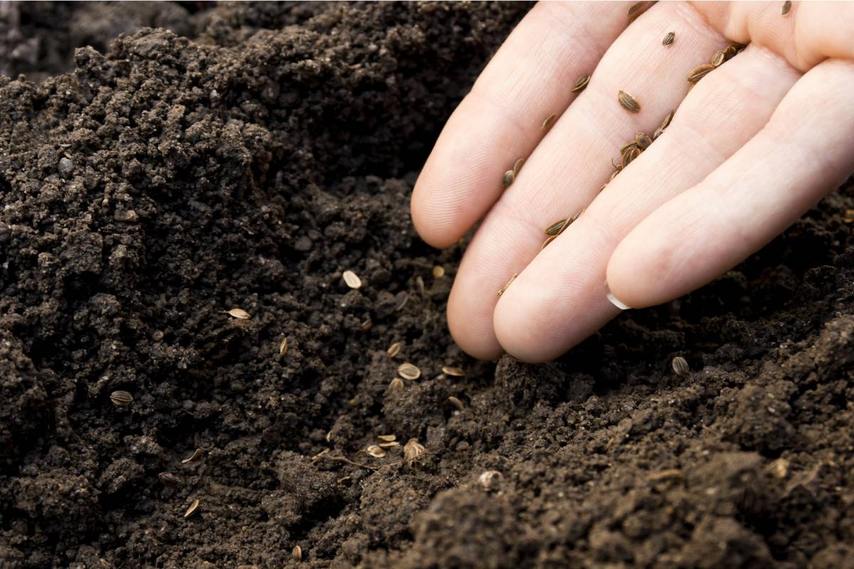A person scatter sowing small seeds onto some garden soil