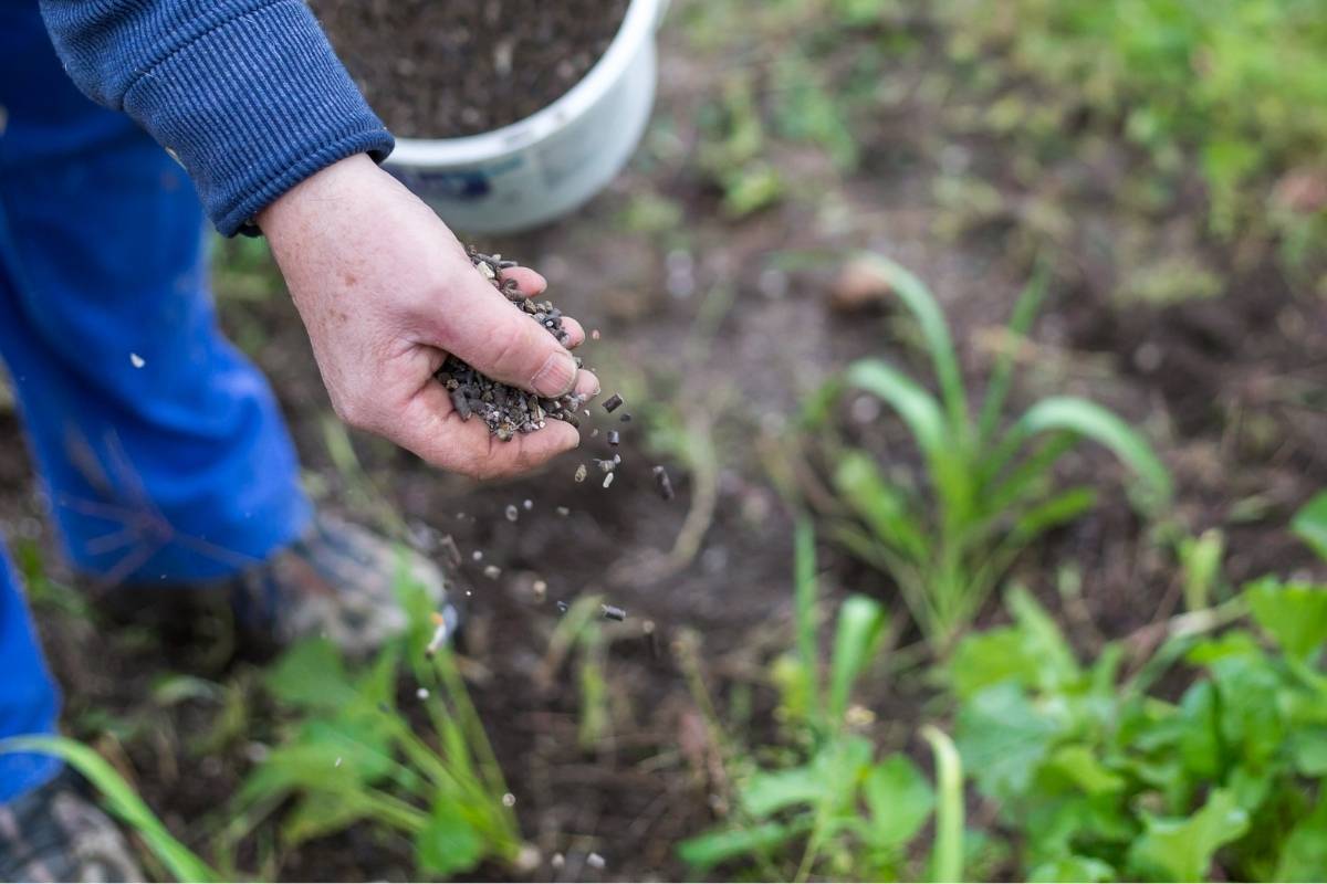 A person scattering a handful of pelletised fertiliser on a garden bed