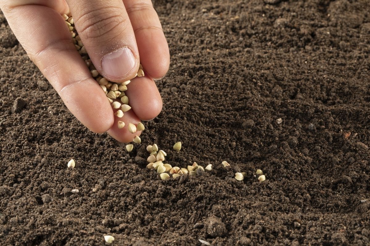A person sowing buckwheat seeds in seed raising soil